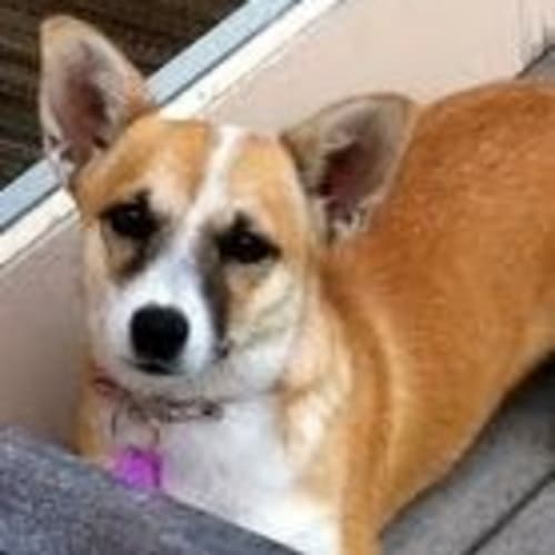 Pippa