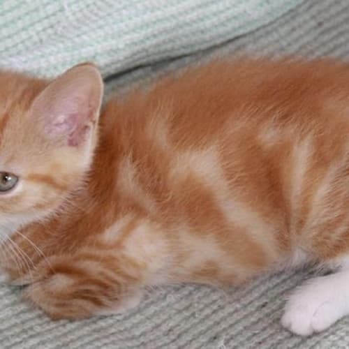No photo for Ginger Boys Deposit Paid