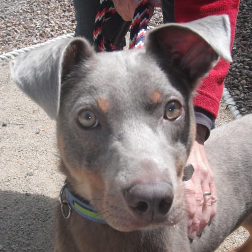 No photo for Buckley 701286