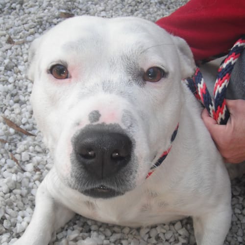 No photo for Bok 702620 (On Hold)