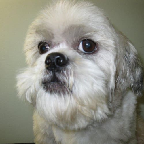 No photo for Oliver On Trial