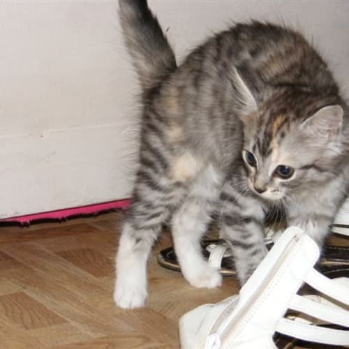 No photo for Megs (Deposit Taken)