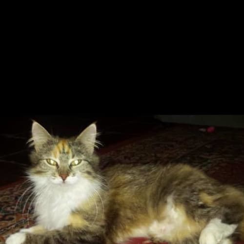 Coco