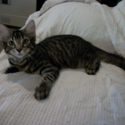 No photo for Captain