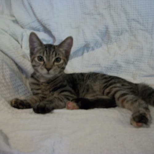 No photo for Piccolo