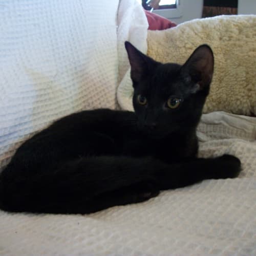 No photo for Puzzler