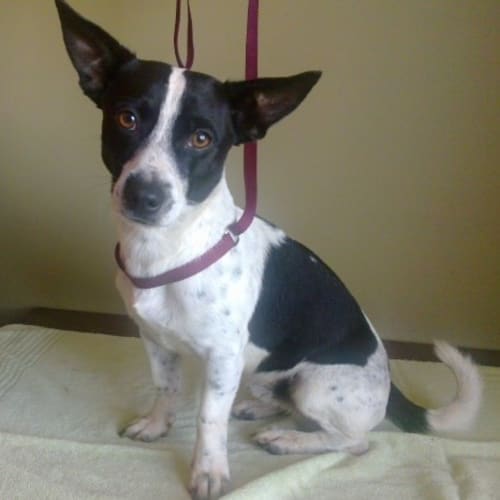 No photo for Elvis *Adoption Pending*