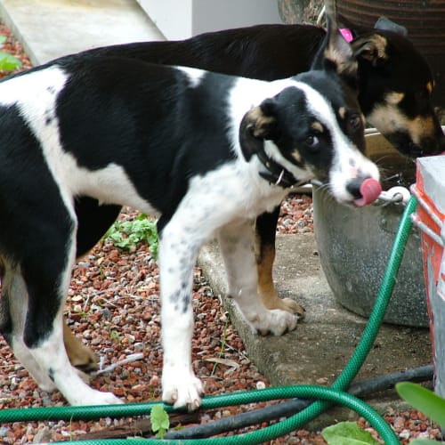 No photo for Pepper  Adopted   Kelpie X Female Puppy