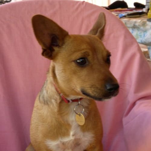 No photo for Tinka(d1833)*Adopted*