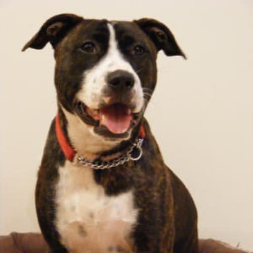 No photo for Eleanor (Ella) Is Trying A New Home!!