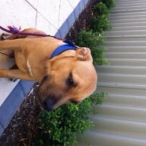 No photo for Max   Adoption Pending