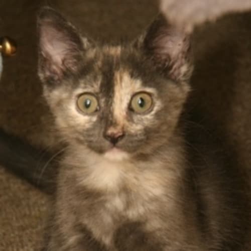 Speckles