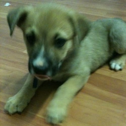 No photo for Butch(td032)*Adopted*