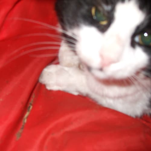 No photo for Puss