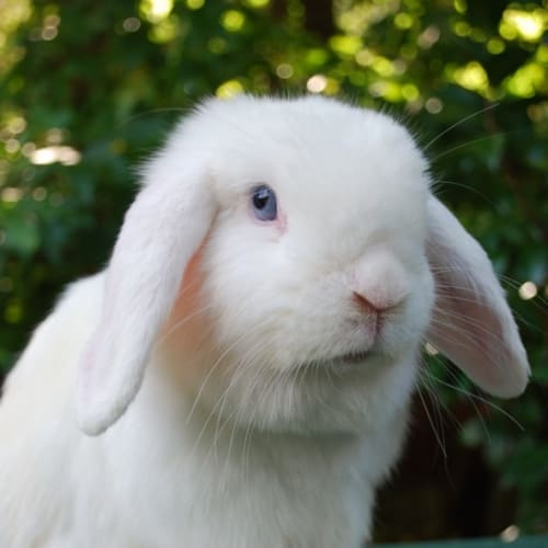 Fiona -Desexed and Vaccinated