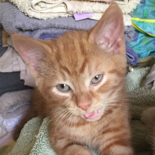 Marmalade 🐅 dark ginger tiger kitten