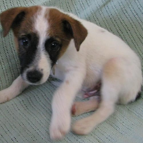 No photo for Noah(d1839)*Adopted*