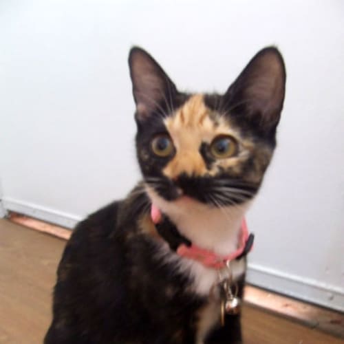 No photo for Zahara (C1590) **Adopted**