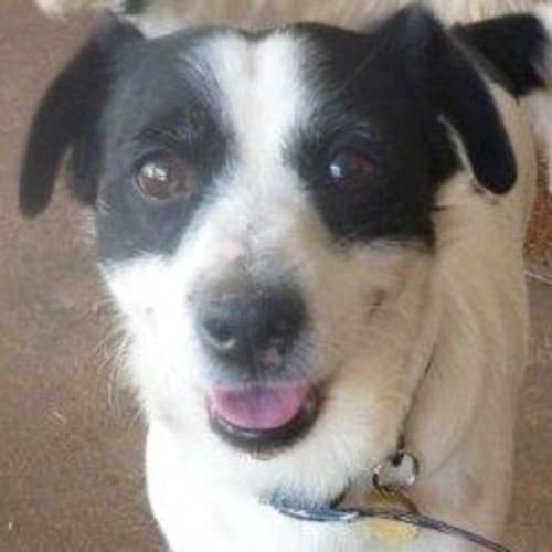 No photo for Barney (Td030)*Adopted*