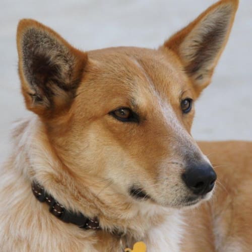 No photo for Foxy *On Trial Adoption*