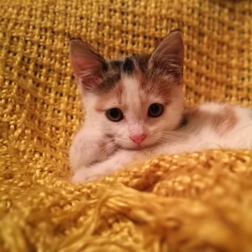Gracie  (Meet me at Vets On parker - Templestowe)