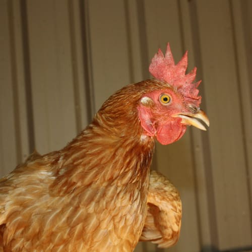 Mother Hen