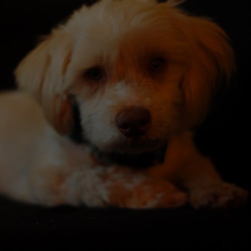 No photo for Teddy