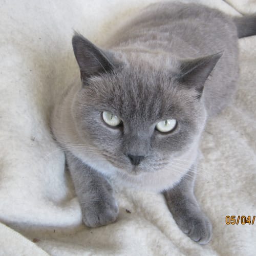 Bear *Needs To Be Rehomed With Teddie*