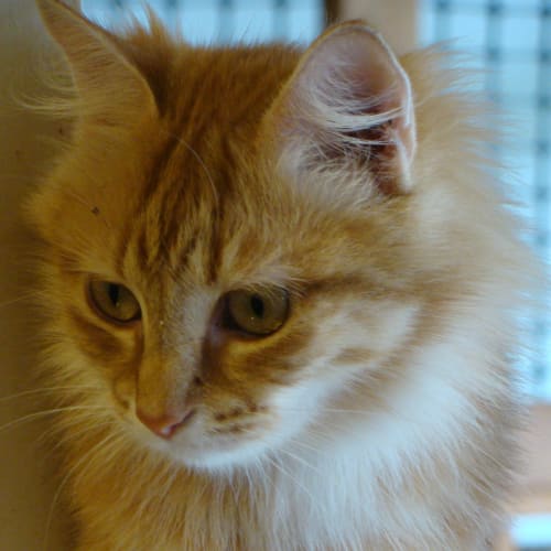 No photo for Clementine *Adopted*