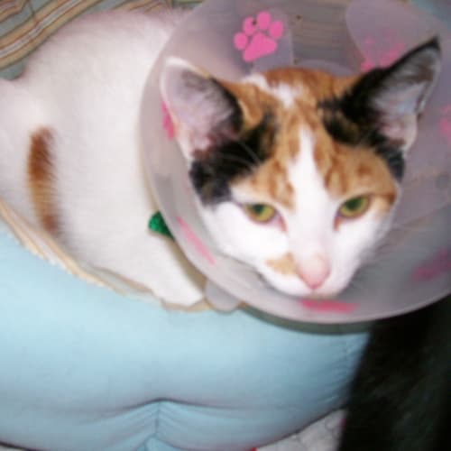 Calico
