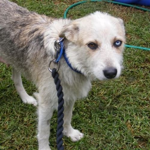 No photo for Lily (Trying Out A New Home)