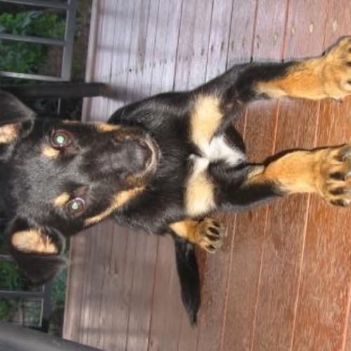 No photo for Sasha   On Trial