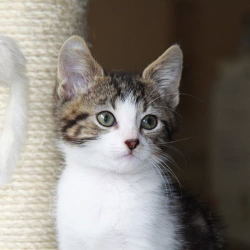 No photo for Augustus *Adoption Pending!*