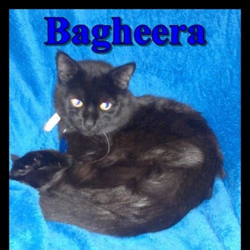 No photo for Bagheera