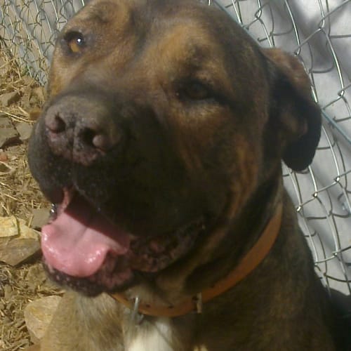 No photo for Dozer *Adoption Pending*