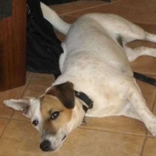No photo for Osmo (D1844)*Adopted*