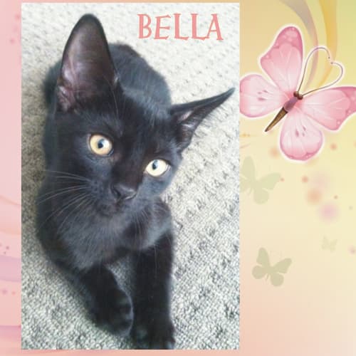 No photo for Bella