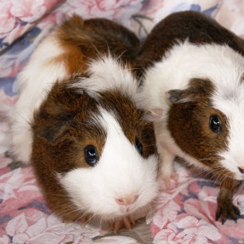 No photo for Jemma & Rhubarb