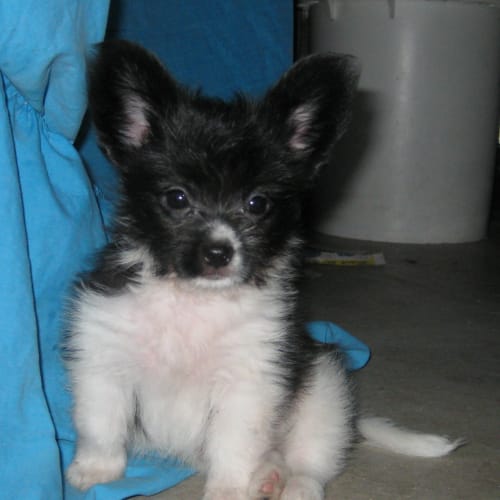 No photo for Calvin (Alias Gremlin)on Trial