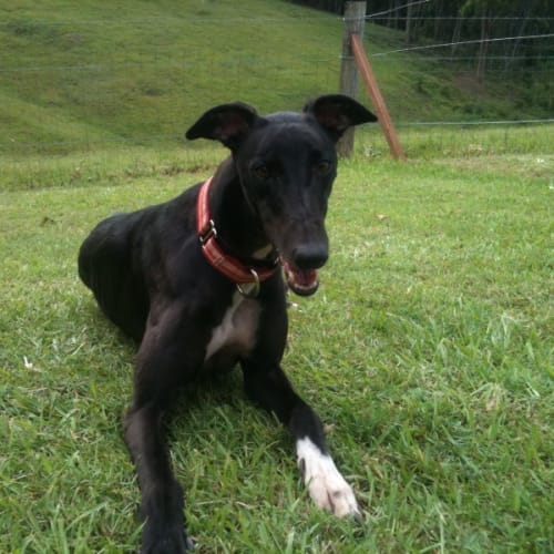 No photo for Scarlet