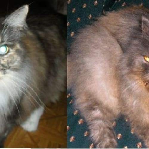 No photo for **Sofia And Zac** Due To Be Killed Tomorrow