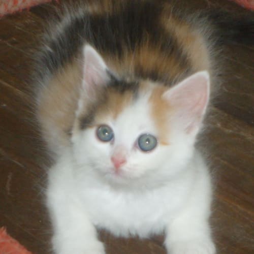 No photo for Precious