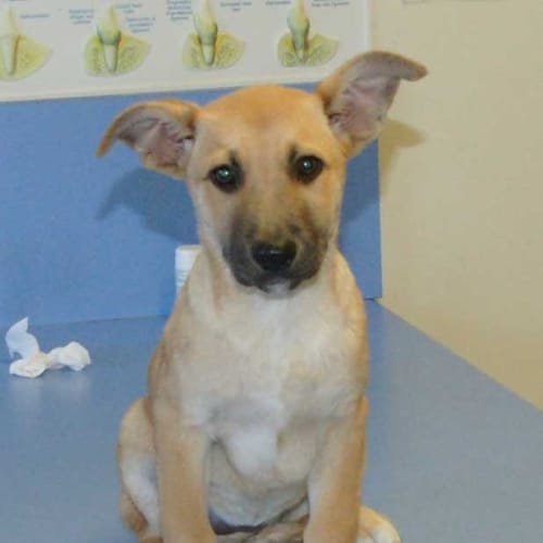 No photo for Kerrigan