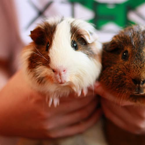 No photo for Basil And Harry (Special Survivors Red Flagged)