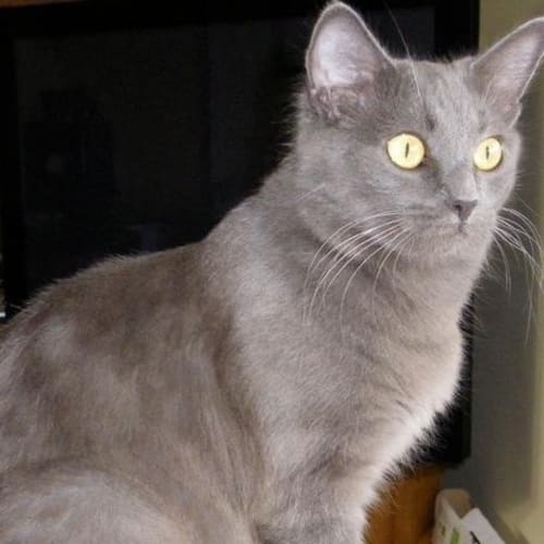 No photo for Mischka