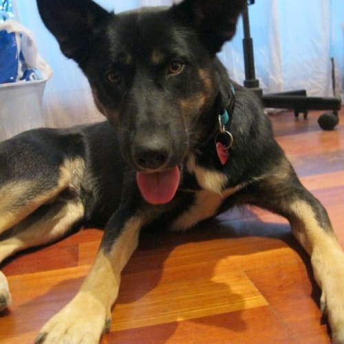 No photo for Ranger
