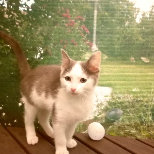 Fitzgerald * Adoption Pending*