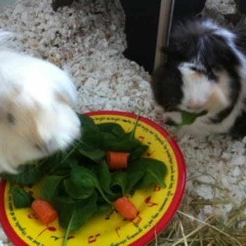 No photo for Cocopop