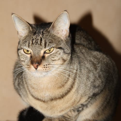 No photo for Tabatha ($40 Adoption Fee)
