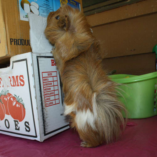 No photo for Bluebell